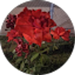Profile photo of lorenzettim907