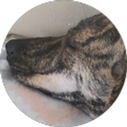 Profile photo of Joey Vincent