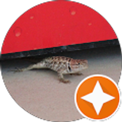 Profile photo of lizard under soda machine