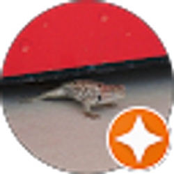 Profile photo of lizard under soda machine
