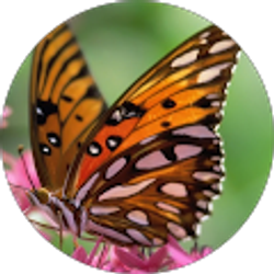 Profile photo of Alex Rees