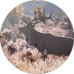 Profile photo of Bob Deane