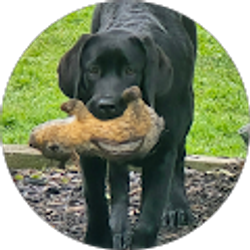 Profile photo of Kelly Bridgen