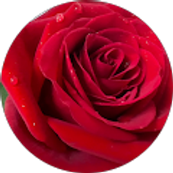 Profile photo of Mona Reyes