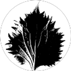 Profile photo of Michael Kieley