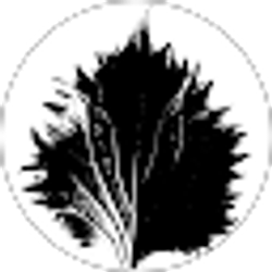 Profile photo of Michael Kieley