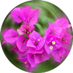 Profile photo of Roberta Dennison