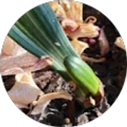 Profile photo of Tony Liang