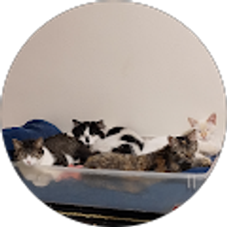 Profile photo of Cassaundra Lawrence