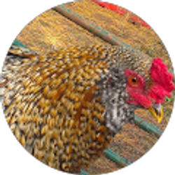 Profile photo of Charley Clyne