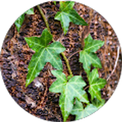 Profile photo of Ivy Jeranek