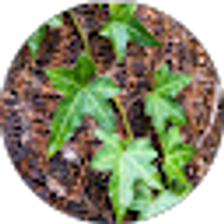 Profile photo of Ivy Jeranek