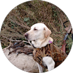 Profile photo of andy kolff