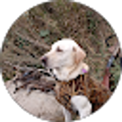 Profile photo of andy kolff