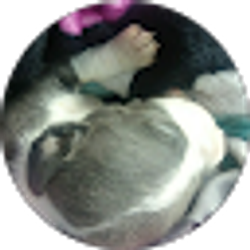 Profile photo of LiAA