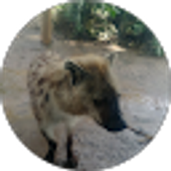 Profile photo of JJ InTheWoods