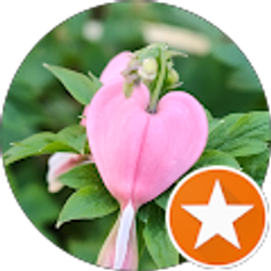 Profile photo of Melanie Gorelick