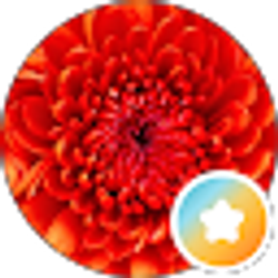 Profile photo of Monica