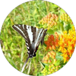 Profile photo of Amy Thompson