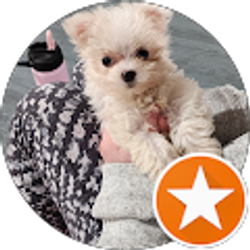 Profile photo of Sean Dattoli