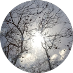 Profile photo of junior 4bears