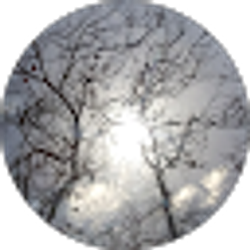 Profile photo of junior 4bears