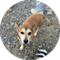 Profile photo of Adoni Fidelis