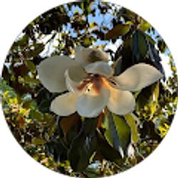 Profile photo of Alexis Flores