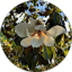 Profile photo of Alexis Flores