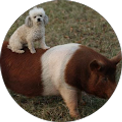 Profile photo of o k