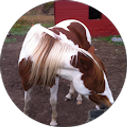 Profile photo of wildhorse100tom