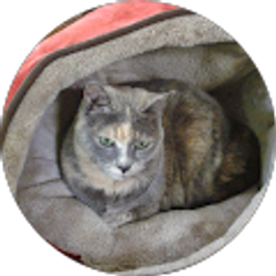 Profile photo of Kathie Nelson