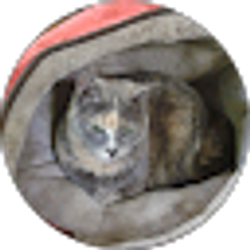 Profile photo of Kathie Nelson
