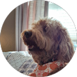 Profile photo of John Pattie