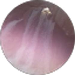 Profile photo of Liz McAvoy