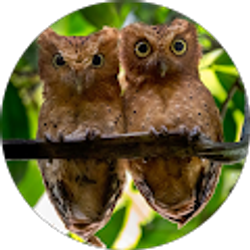 Profile photo of Mars Harris