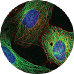 Profile photo of Yulan C