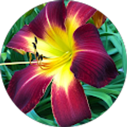 Profile photo of Peg Berezewski