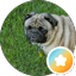 Profile photo of littlebirdyc