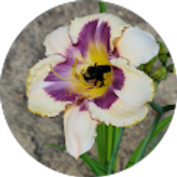 Profile photo of Dianna Atkins