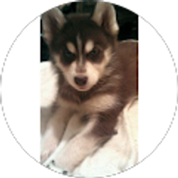 Profile photo of Carol Livengood