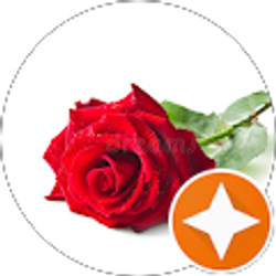 Profile photo of Rosa DeAvila