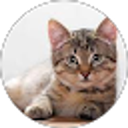 Profile photo of Rachel A