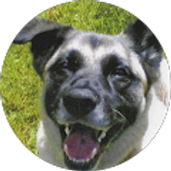 Profile photo of Ward Dickens