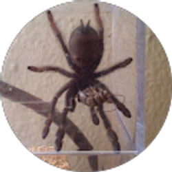 Profile photo of David Carranza