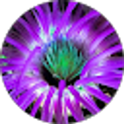 Profile photo of Karen Connell