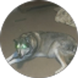 Profile photo of Frank Carter