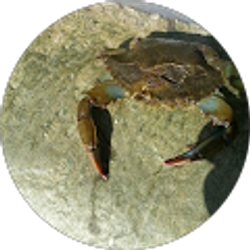 Profile photo of Juan Espinoza