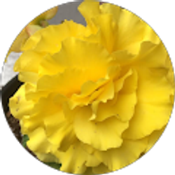 Profile photo of Shannon Nelson