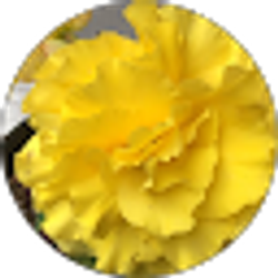 Profile photo of Shannon Nelson